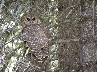 Spotted owl