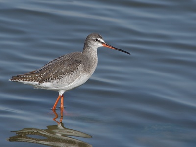 Spotted Redshank