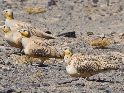 Spotted Sandgrouse