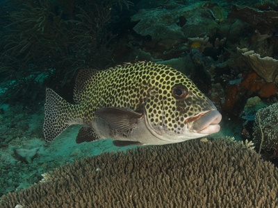Spotted sweetlips