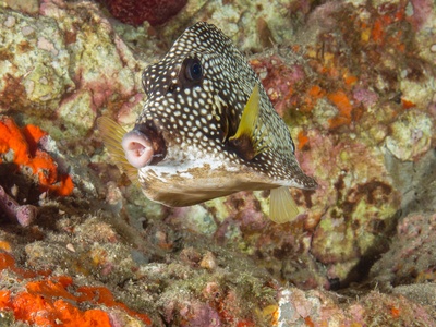 Spotted trunkfish