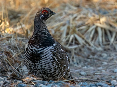 Spruce Grouse
