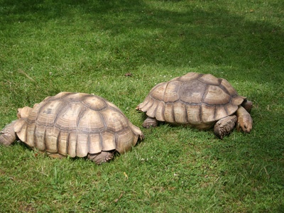 Spur-thighed tortoise
