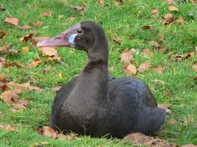 Spur-winged Goose