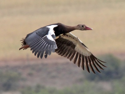 Spur-winged Goose