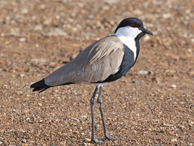 Spur-winged Lapwing