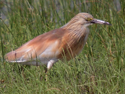 Squacco Heron