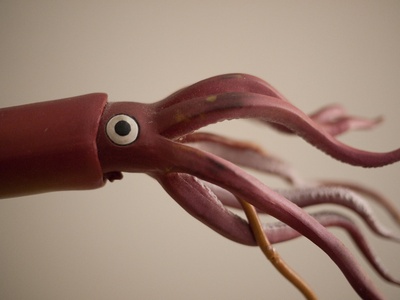 Squid
