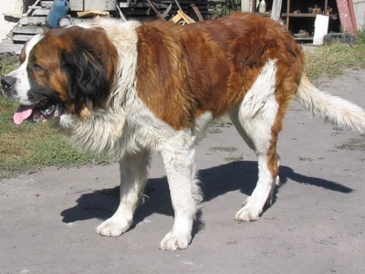 St. Bernard