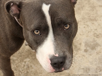 Staffordshire Bull Terrier