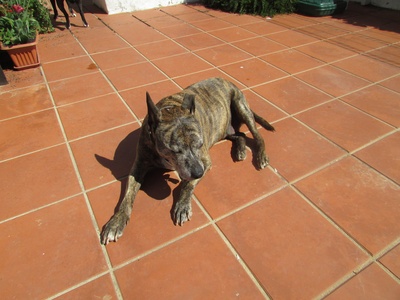 Staffordshire Bull Terrier