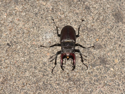 Stag beetle