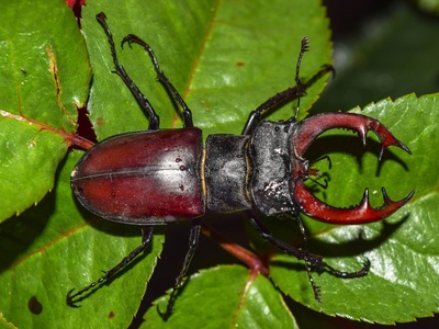 Stag beetle