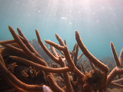 Staghorn Coral