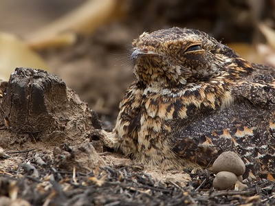 Standard-winged Nightjar