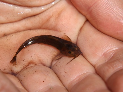 Stargazer Mountain Catfish