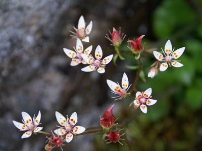 Starry Saxifrage