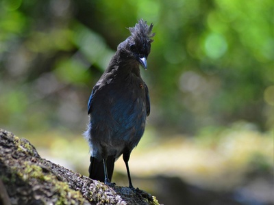 Steller's Jay