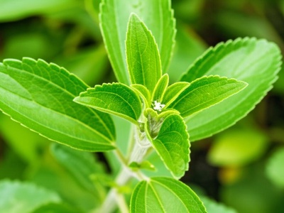 Stevia