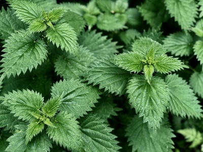 Stinging Nettle