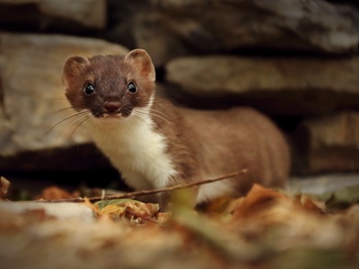 Stoat
