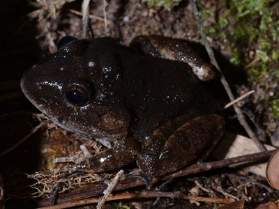 Stoliczka's Frog