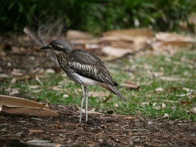 Stone-curlew