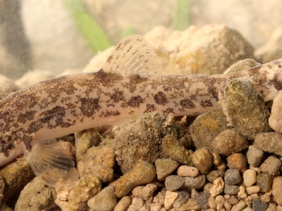Stone Loach