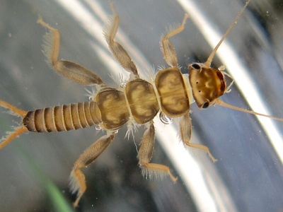 Stonefly nymph