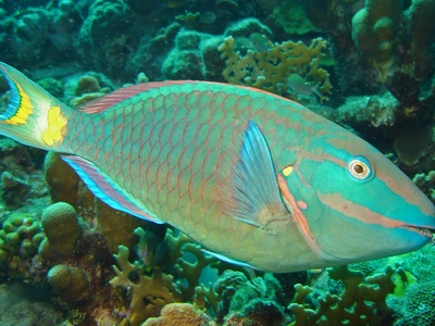 Stoplight parrotfish