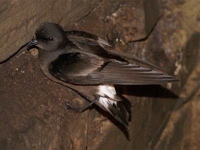 Storm Petrel