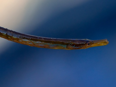 Straight-nosed Pipefish