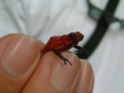Strawberry Poison Dart Frog
