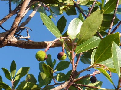 Strawberry Tree Fruit