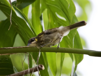 Streaky-breasted Honeyeater