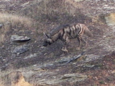 Striped Hyena