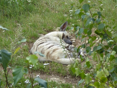 Striped hyena