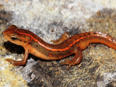 Striped Newt