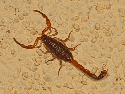 Striped scorpion