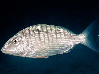 Striped seabream