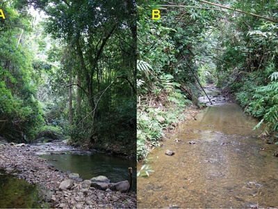 Stuart's Stream Frog