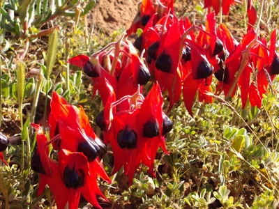 Sturt's Desert Pea