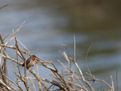 Subalpine Warbler