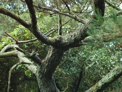 Subtropical fallen branches (Mycena chlorophos)