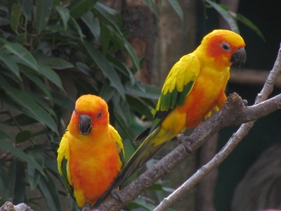 Sun Parakeet (Sun Conure)