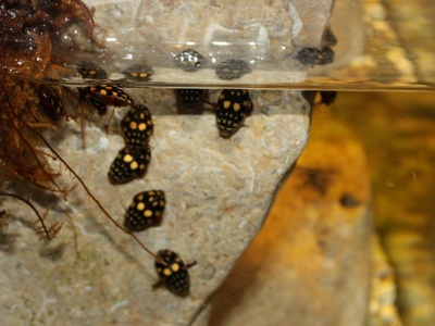 Sunburst Diving Beetle