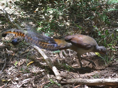 Superb lyrebird