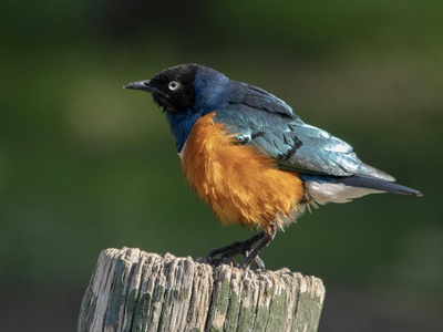 Superb starling
