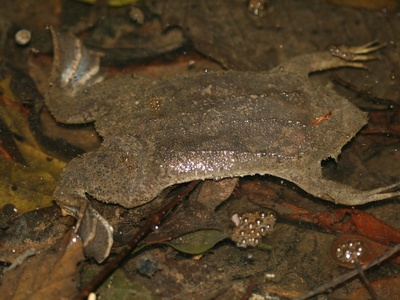 Suriname Toad