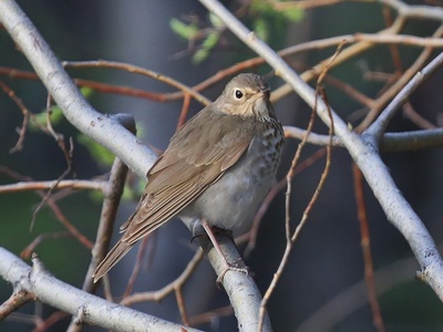 Swainson's Thrush